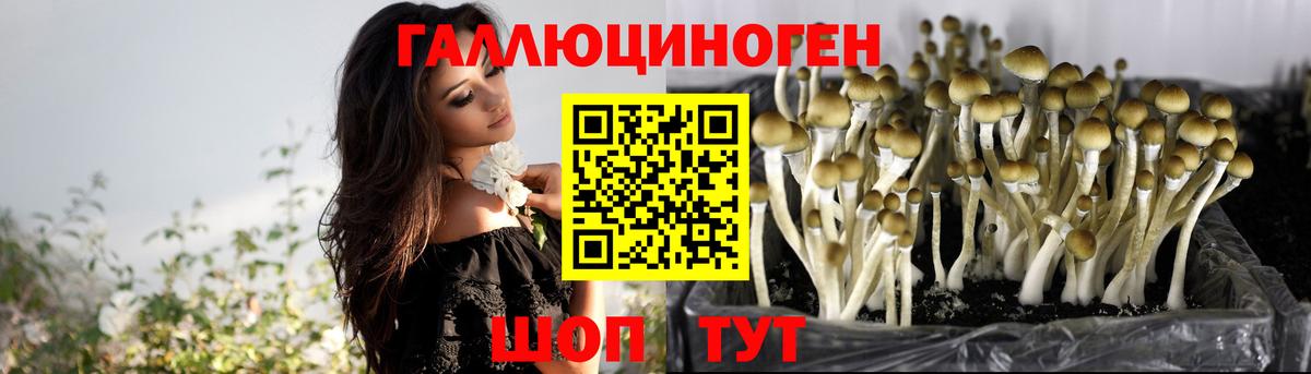 Галлюциногенные грибы Psilocybine cubensis Дубна